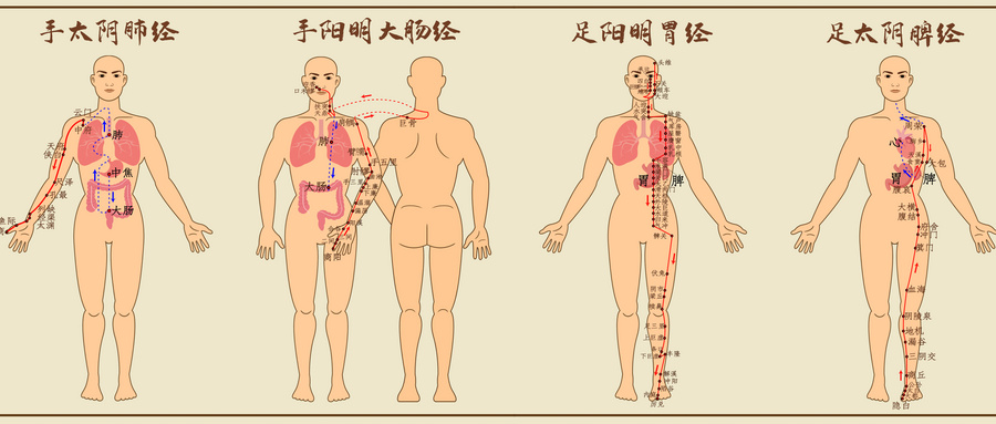 摄图网_401866248_十二经脉中医经络图一(企业商用).jpg